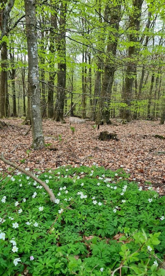 فيلا Lill Hagahus, Soederasens Nationalpark Kågeröd المظهر الخارجي الصورة